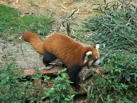 Chengdu, Red Panda
