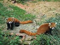 Chengdu, Red Panda